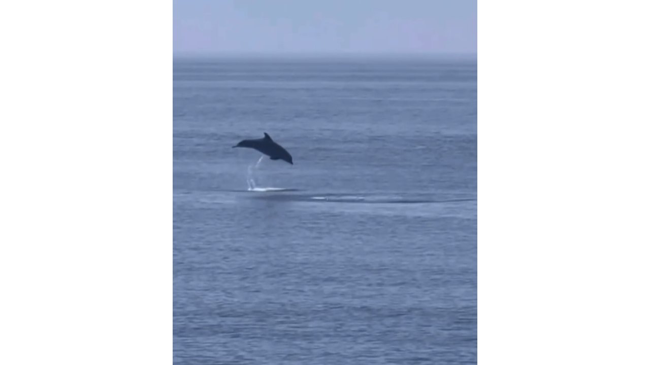 Yalova Esenköy’de Yunus Şov