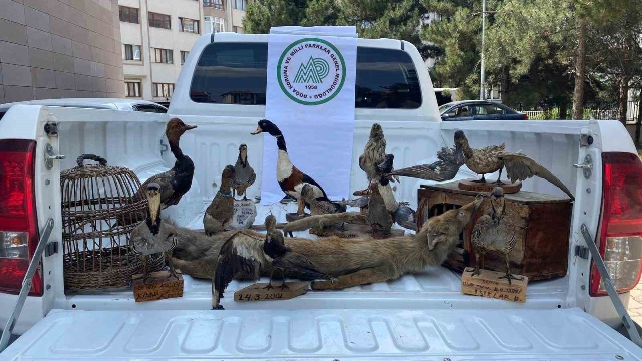 Afyonkarahisar’da 14 Tahnit Hayvan Ve 2 Kafes Ele Geçirildi