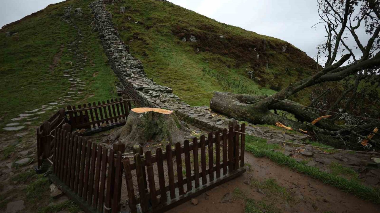 İngiltere’nin İkonik ’sycamore Gap’ Ağacını Kesen 2 Kişiye Hapis Cezası