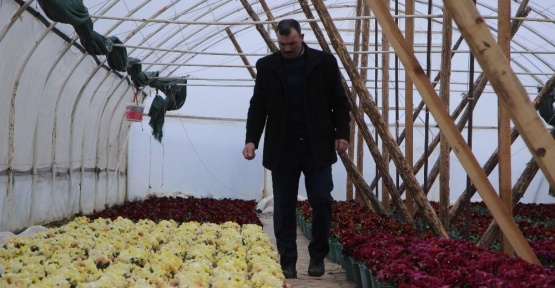 (Özel Haber) Uludağ’ın tohumları altından değerli