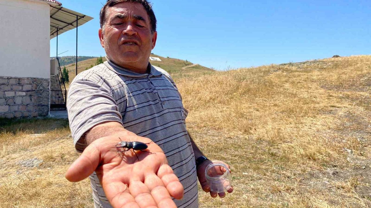 Öldürmenin Cezası 557 Bin Tl, Sivas’ta Görüldü