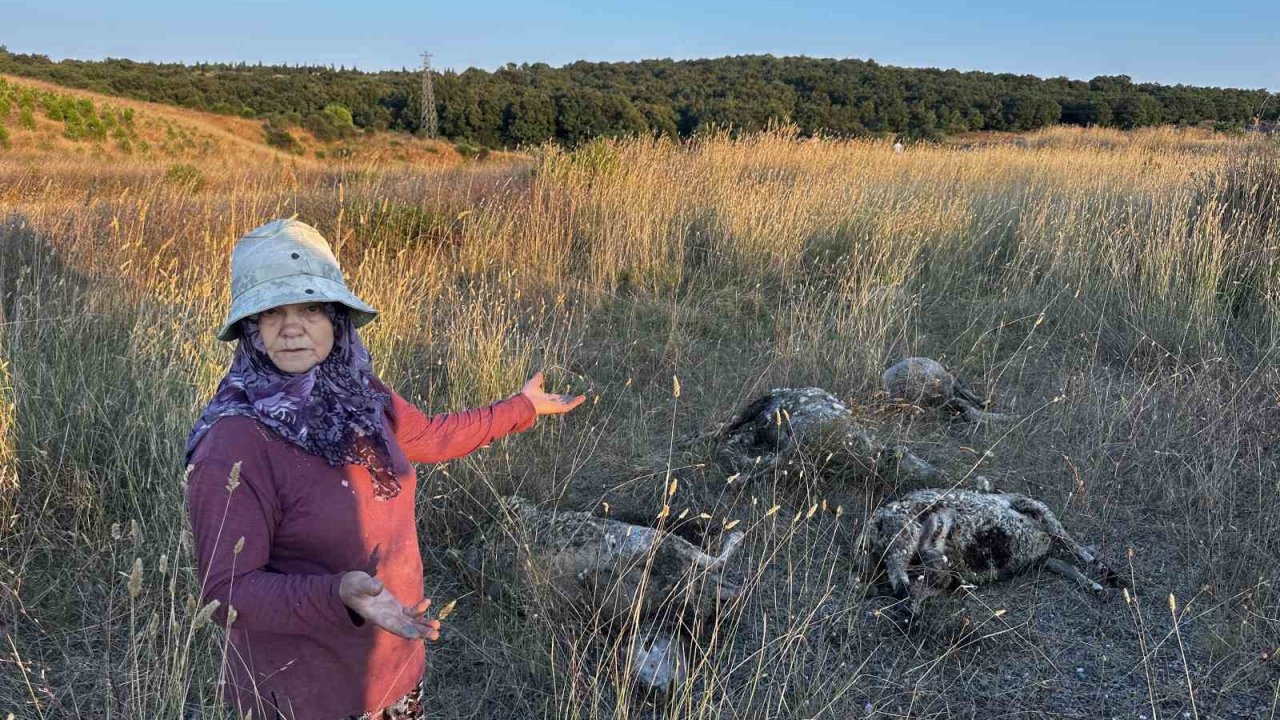 Pendik’te Sokak Köpekleri Ağıla Girdi: 5 Koyun Telef Oldu, 1 Koyun Yaralandı