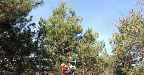 Gölyaka’da çam kese böceği ile mücadele çalışmaları devam ediyor