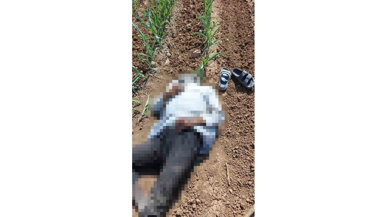 Şanlıurfa’da Mısır Tarlasında Erkek Cesedi Bulundu