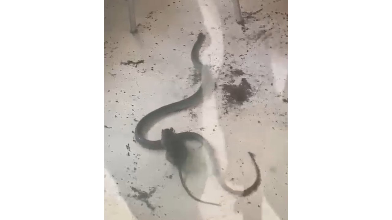 Fare İle Yılanın Kavgası Kamerada