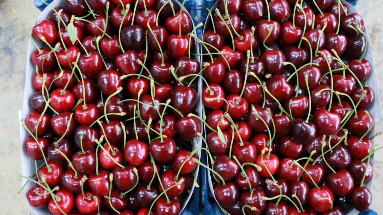 Hadim Kirazında Zirai Don İhracatı Durdurdu