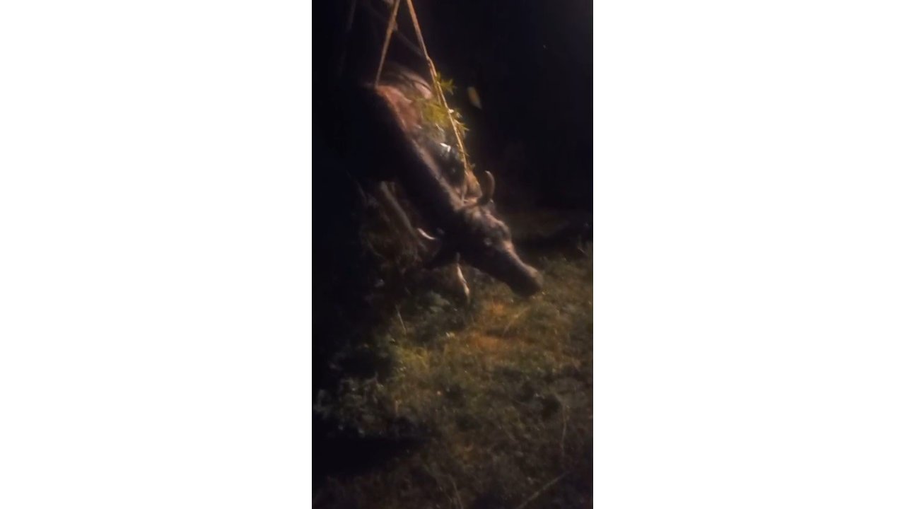 Kars’ta Kayalıktan Düşen İnek Kurtarıldı