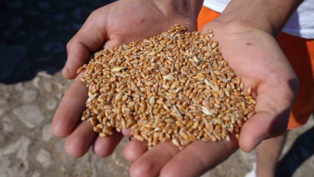 Sertifikalı Tohum Desteği Başvurularında Son Gün 31 Temmuz