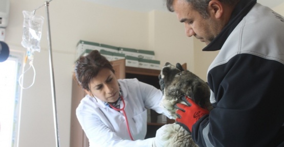 Hayvan rehabilitasyon merkezi yenilendi