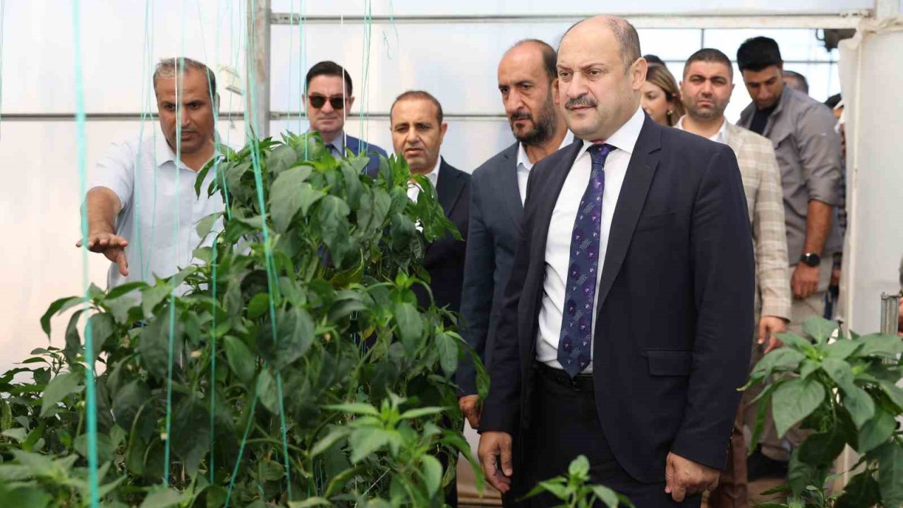 Şanlıurfa Büyükşehir Belediyesi Ata Tohumuna Sahip Çıkıyor