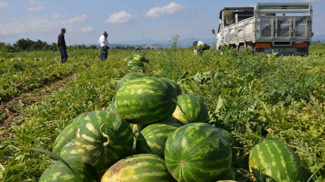 Bafra Ovası’nda Karpuz Hasadı Başladı