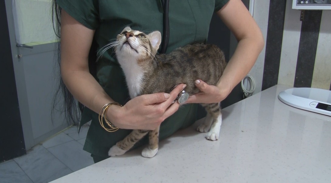 Sıcak Havalarda Evcil Hayvanlarla İlgili Dikkat Edilmesi Gerekenler