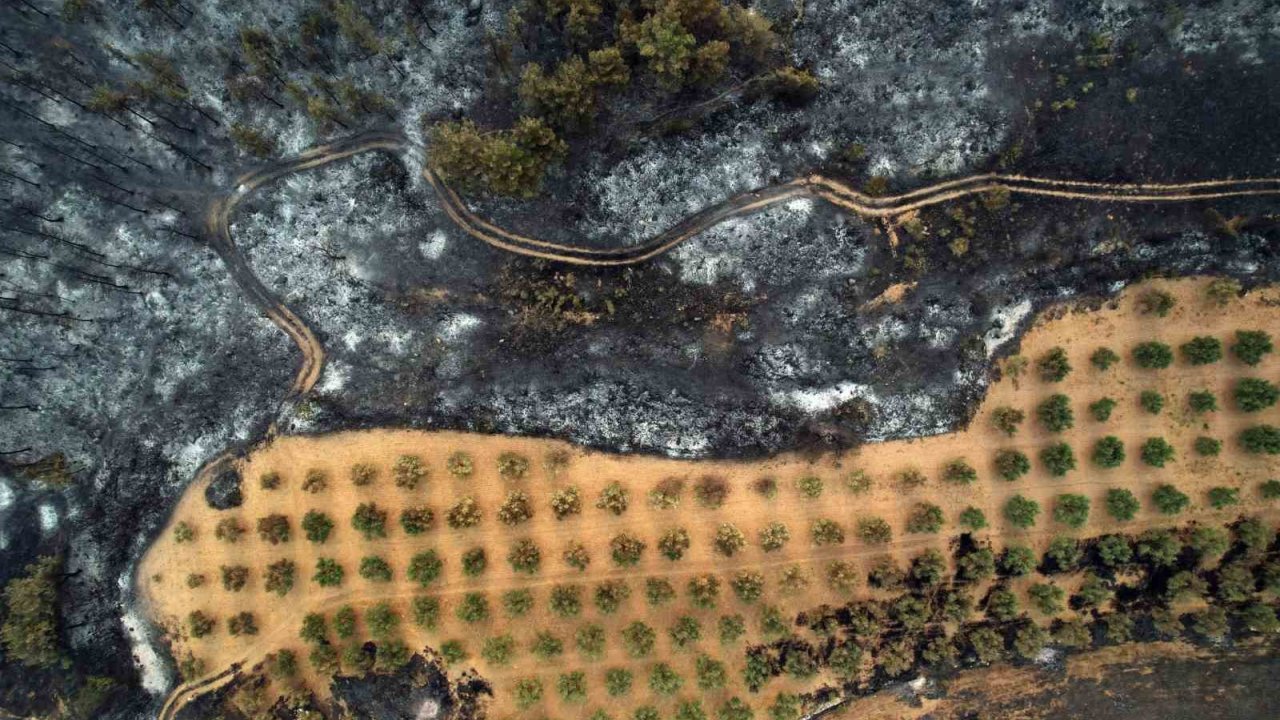 Geyve Orman Yangınından Geriye Kalanlar