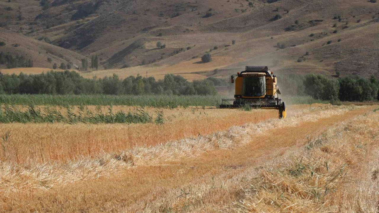 Ülke Tarımına Yön Verecek Buğdaylar Hasat Edildi